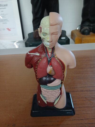Anatomisch torsomodel